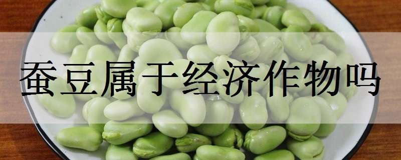 蚕豆属于经济作物吗 蚕豆属于经济作物吗