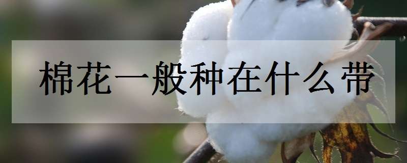 棉花一般种在什么带（棉花产于什么带）