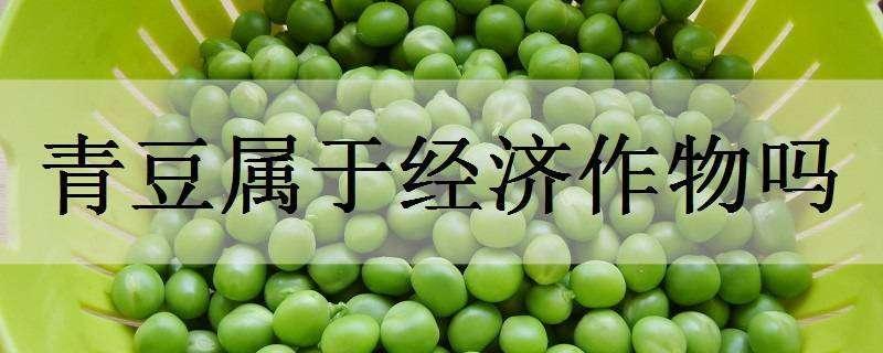 青豆属于经济作物吗 豆类属于经济作物吗