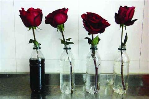 水里加什么延长鲜花寿命（水里加什么延长鲜花寿命呢）
