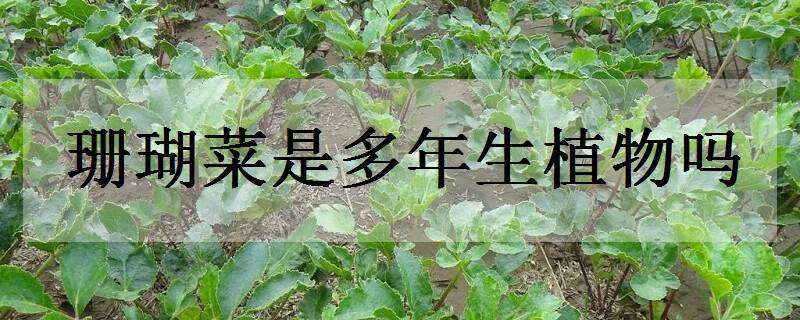 珊瑚菜是多年生植物吗（珊瑚菜是多年生植物吗为什么）