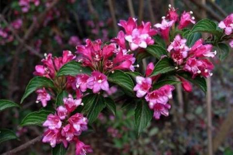 海仙花什么季节施肥最好 海仙花什么季节施肥最好呢