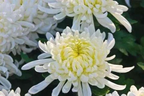 菊花怎么施肥 菊花怎么施肥?