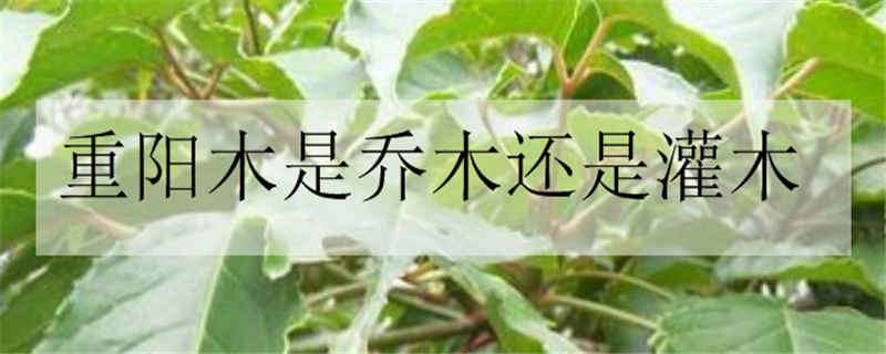 重阳木是乔木还是灌木 重阳木是乔木还是灌木?