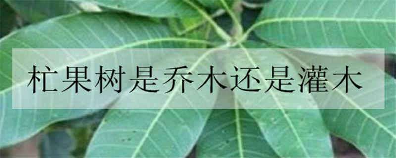 杧果树是乔木还是灌木 果树是木本植物吗