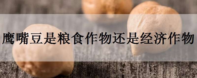 鹰嘴豆是粮食作物还是经济作物 鹰嘴豆属于什么植物科