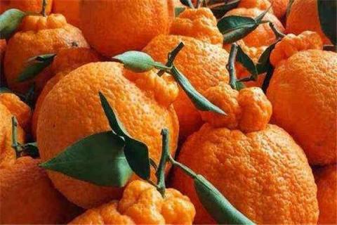 丑橘几月份最好吃（丑橘是几月份的水果）