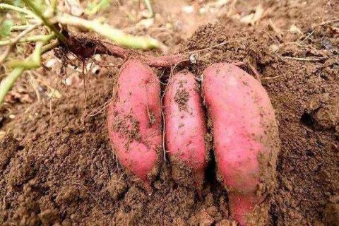红薯催芽绝招 红薯多远一颗最高产