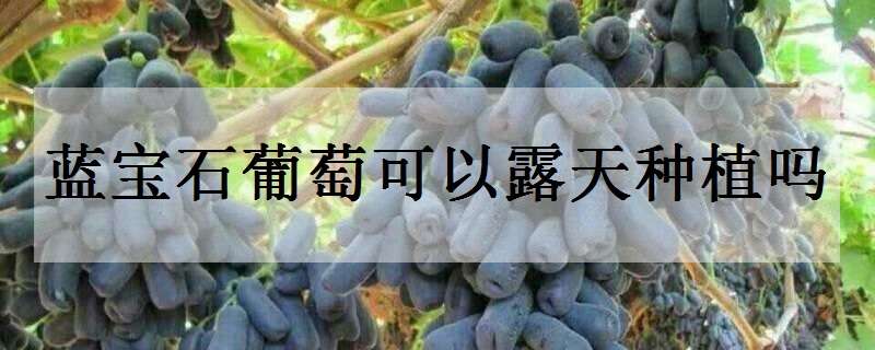 蓝宝石葡萄可以露天种植吗（蓝宝石葡萄可以露天种植吗视频）