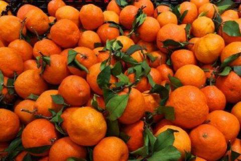丑橘几月份最好吃 什么样的不知火最甜