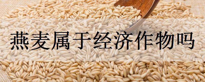 燕麦属于经济作物吗（燕麦属于经济作物吗）