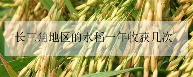 长三角地区的水稻一年收获几次（长江三角洲水稻）