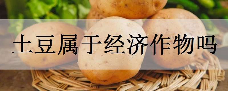 土豆属于经济作物吗 土豆是农作物吗