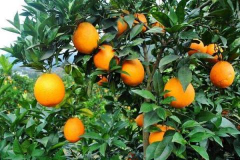 橙子有什么营养价值 橙子有什么营养价值和功效