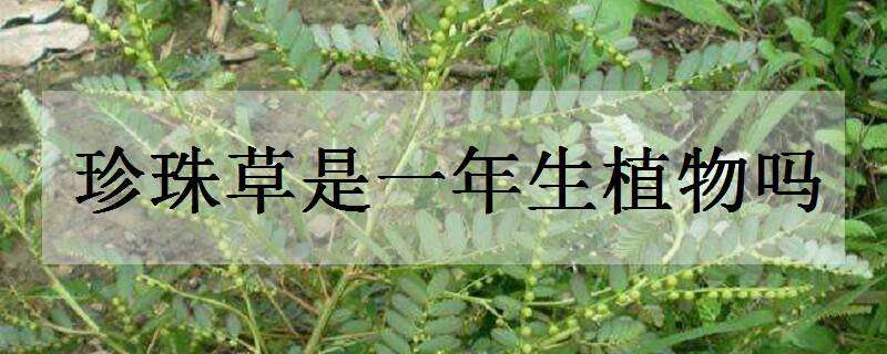 珍珠草是一年生植物吗（草珠子是多年生的植物吗）