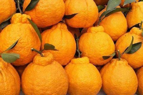 丑橘酸怎么才能变甜 丑橘太酸怎么吃