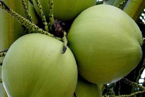 椰子功效与作用禁忌 椰子功效与作用禁忌是什么