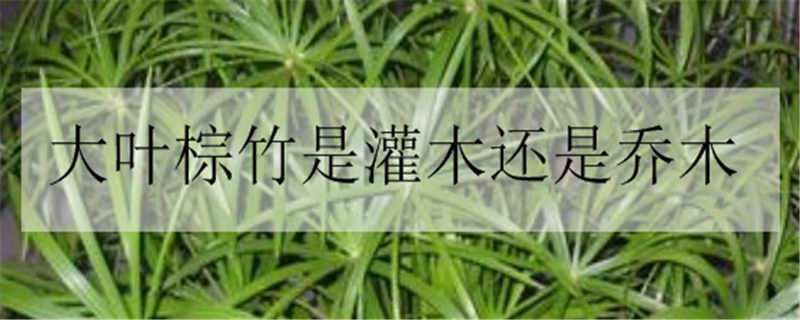 大叶棕竹是灌木还是乔木