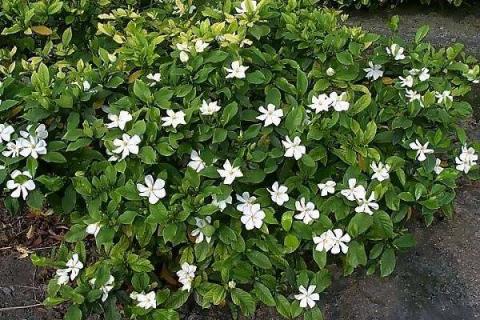栀子花浸盆法一般要多久 栀子花浸盆法一般要多久一次