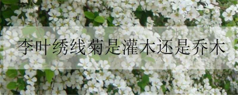 李叶绣线菊是灌木还是乔木 单瓣李叶绣线菊的别称