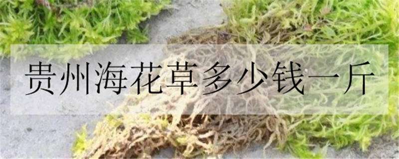 贵州海花草多少钱一斤 贵州海花草多少钱一斤有什么用