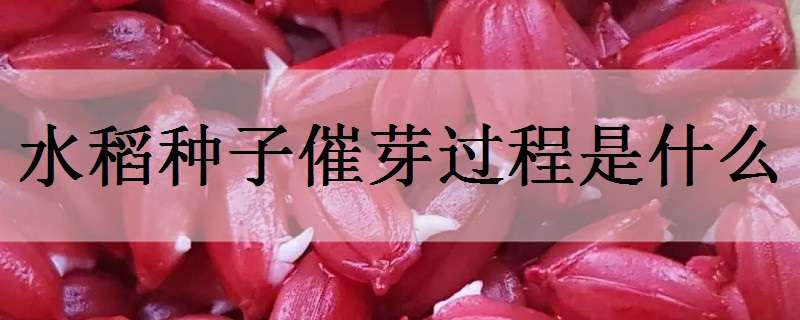水稻种子催芽过程是什么 水稻种子怎样催芽请指导一下