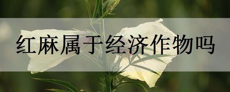 红麻属于经济作物吗（我国红麻主要种植区）