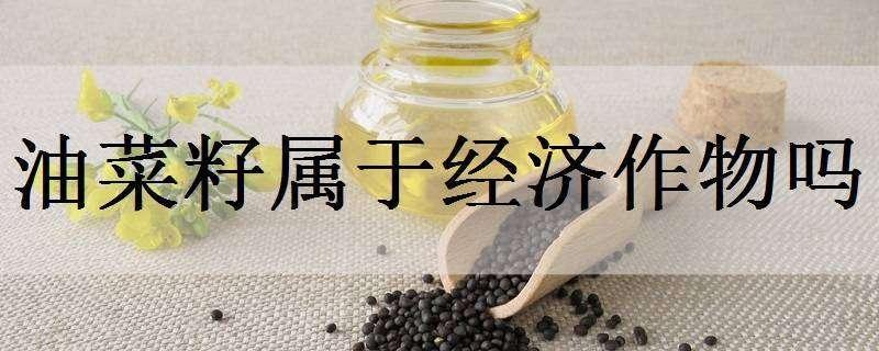 油菜籽属于经济作物吗（油菜籽属于经济作物吗为什么）