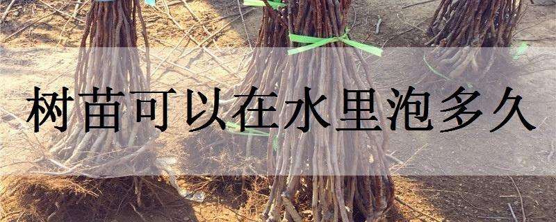 树苗可以在水里泡多久（树苗可以放水里泡两天吗?）
