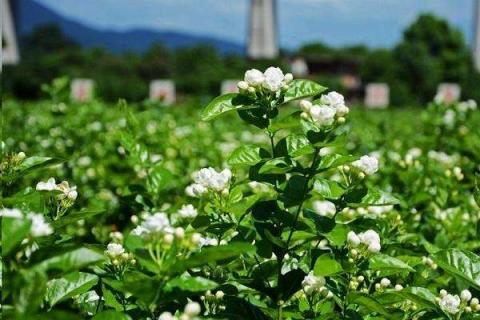 最香的茉莉花品种是什么（最香的茉莉花品种是什么名字）