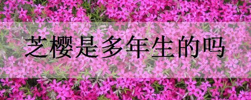 芝樱是多年生的吗（芝樱还叫什么）