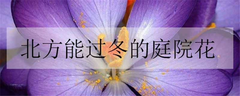 北方能过冬的庭院花（北方能过冬的庭院花卉）