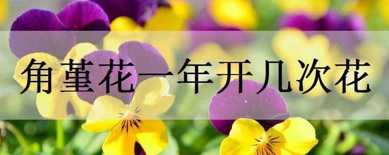 角堇花一年开几次花（角堇花期一年开几次花）