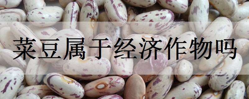 菜豆属于经济作物吗 蔬菜属于经济作物么