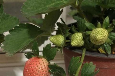 如何判断草莓要浇水 草莓施什么肥料果大