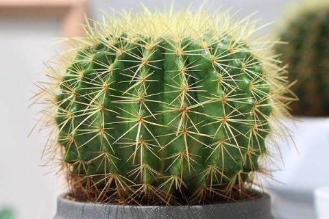 仙人球发黄还能活吗（仙人球发黄了）