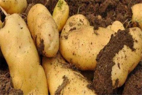 土豆种多深合适 土豆种多深合适种植
