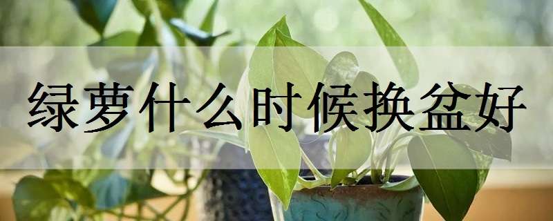 绿萝什么时候换盆好 绿萝什么时候换盆好,根太多怎么修剪