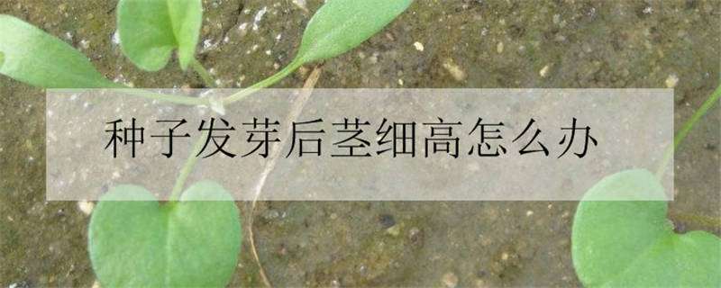 种子发芽后茎细高怎么办 种子发芽后茎细高怎么补救