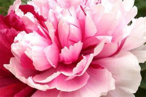 牡丹花怎样才能开花（牡丹花怎样才能开花快）