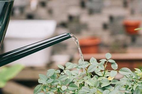 植物浇水过多叶片症状有哪些 植物浇水过多叶子枯萎了