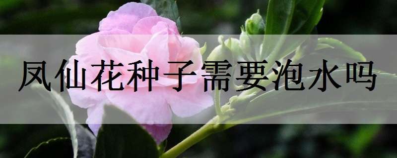 凤仙花种子需要泡水吗（凤仙花种子要用水泡吗）