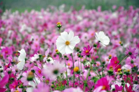 格桑花种子需要泡吗 格桑花种子多久浇一次水