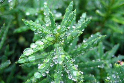 植物缺水和水多的表现是什么（植物缺水的表现有哪些）