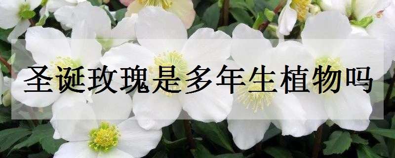 圣诞玫瑰是多年生植物吗（圣诞玫瑰是多年生植物吗）