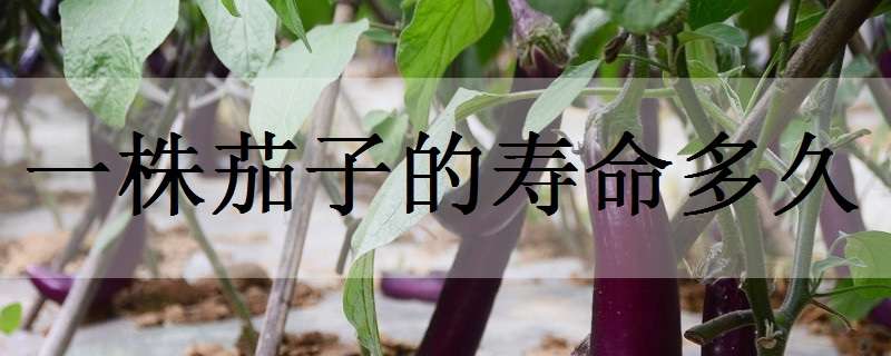 一株茄子的寿命多久 茄子能生长几年