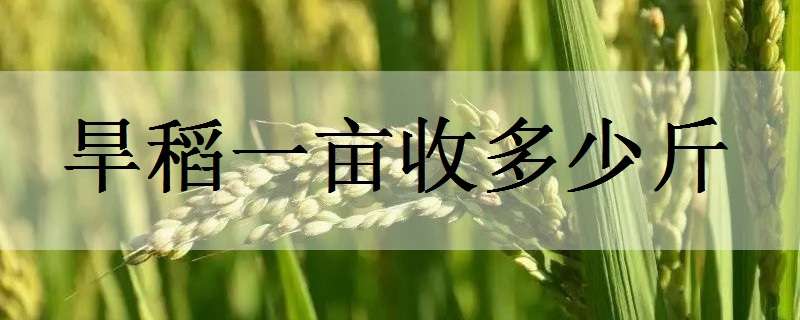 旱稻一亩收多少斤 旱稻一亩收多少斤种子
