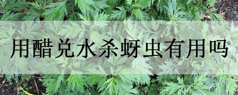 用醋兑水杀蚜虫有用吗（白醋兑水可以杀蚜虫吗）