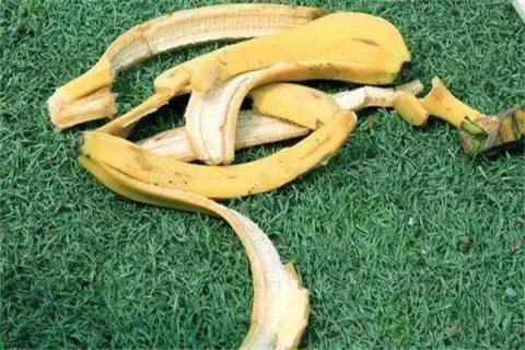 香蕉皮花肥适合哪些花 香蕉皮花肥适合哪些花卉种植