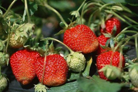 刚移栽的草莓苗都蔫了怎么办 草莓为啥一晒太阳就蔫了